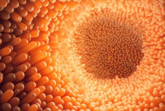 Permeabilitatea intestinala, cauze si recomandari