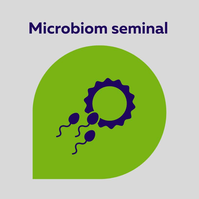 Microbiota seminal
